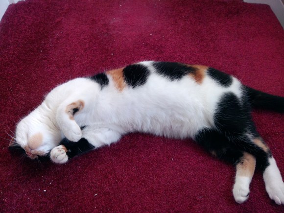 IMG_20120226_150939 copy